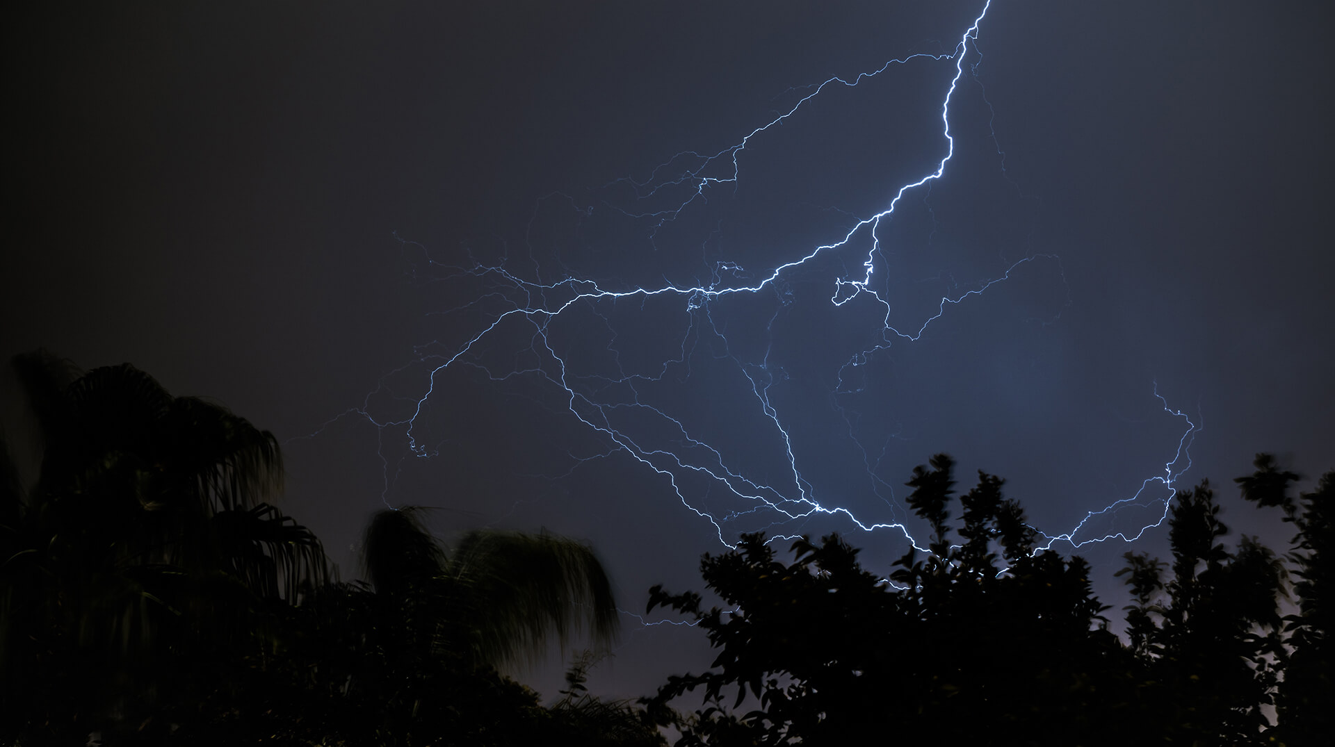 Lightning forking across the night sky above silhouetted trees