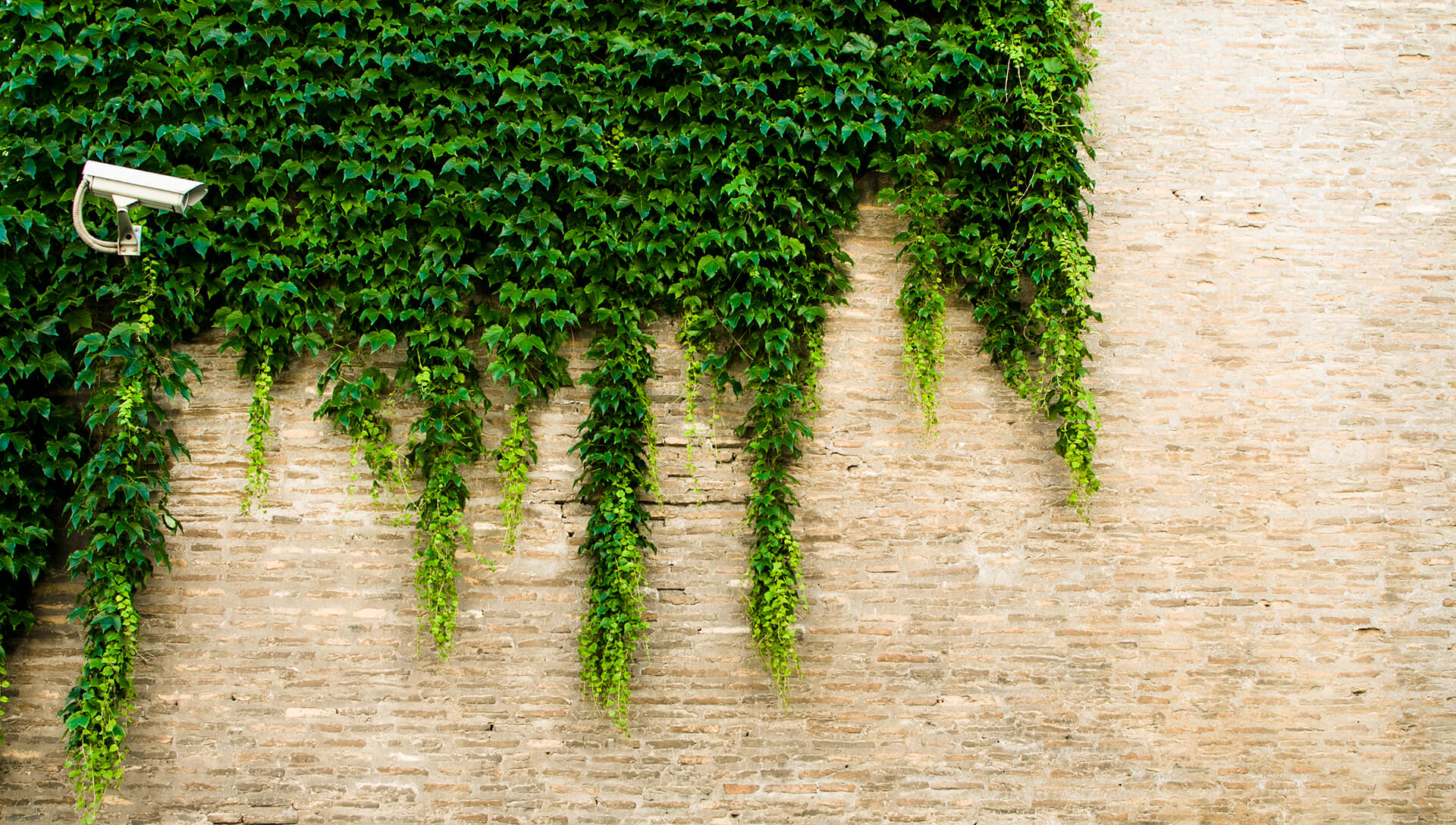 A security camera on a brick wall, partly covered in ivy