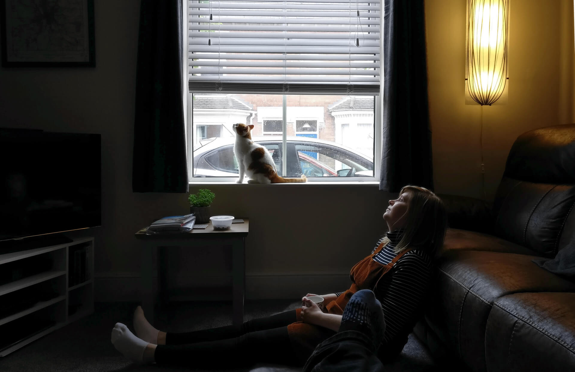 Apricat sitting on the living room windowsill, looking outside