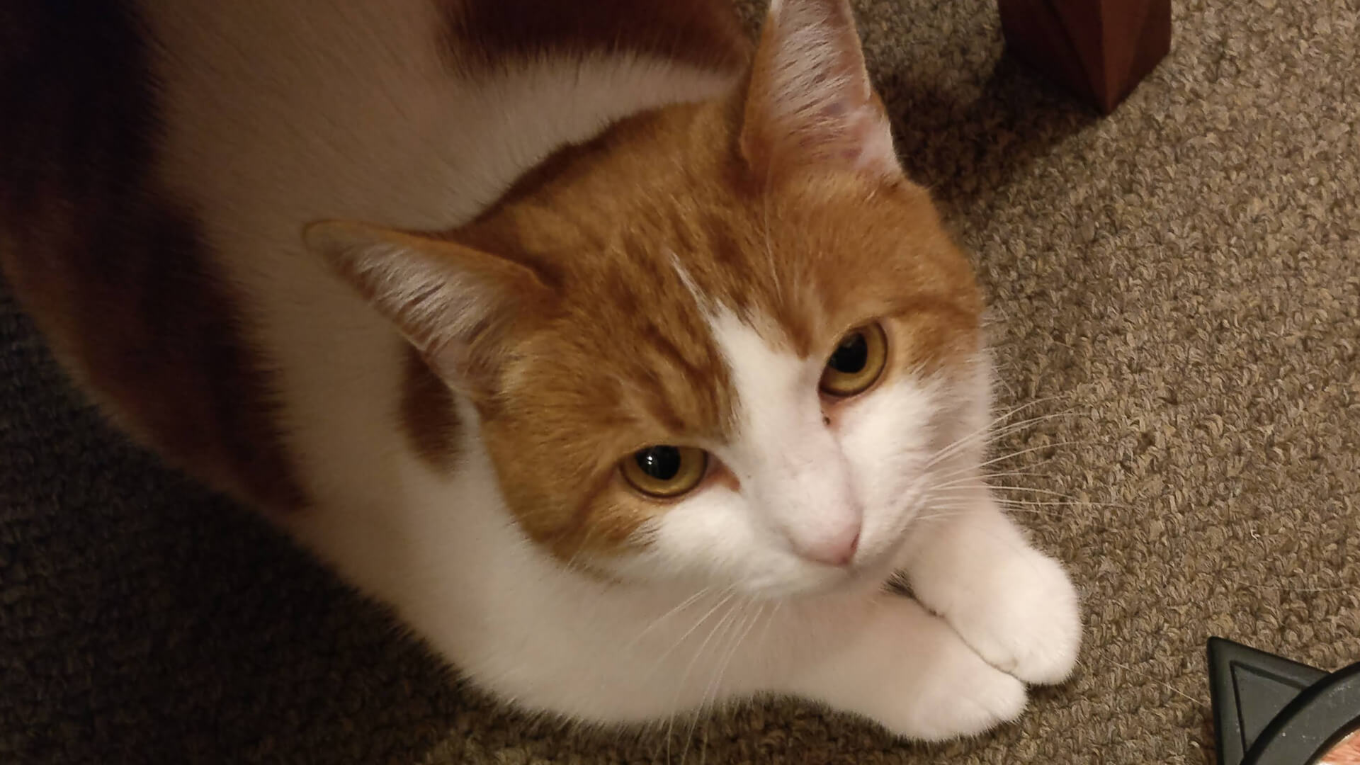 Apricat looking up unimpressed